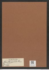 Actinella gujanensis Grun. (de-Toni-Nr.: Genus 108, Species 3274) Zeichnungen Sammlung Grunow Mappe 03496 (Herbarium_W_Grunow_drawings_Folder_03496)